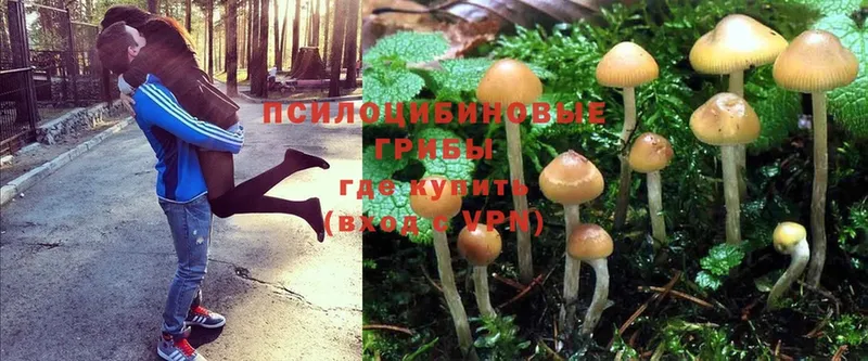 Галлюциногенные грибы Cubensis  купить закладку  Ишимбай 